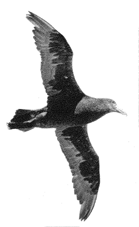 Albatross